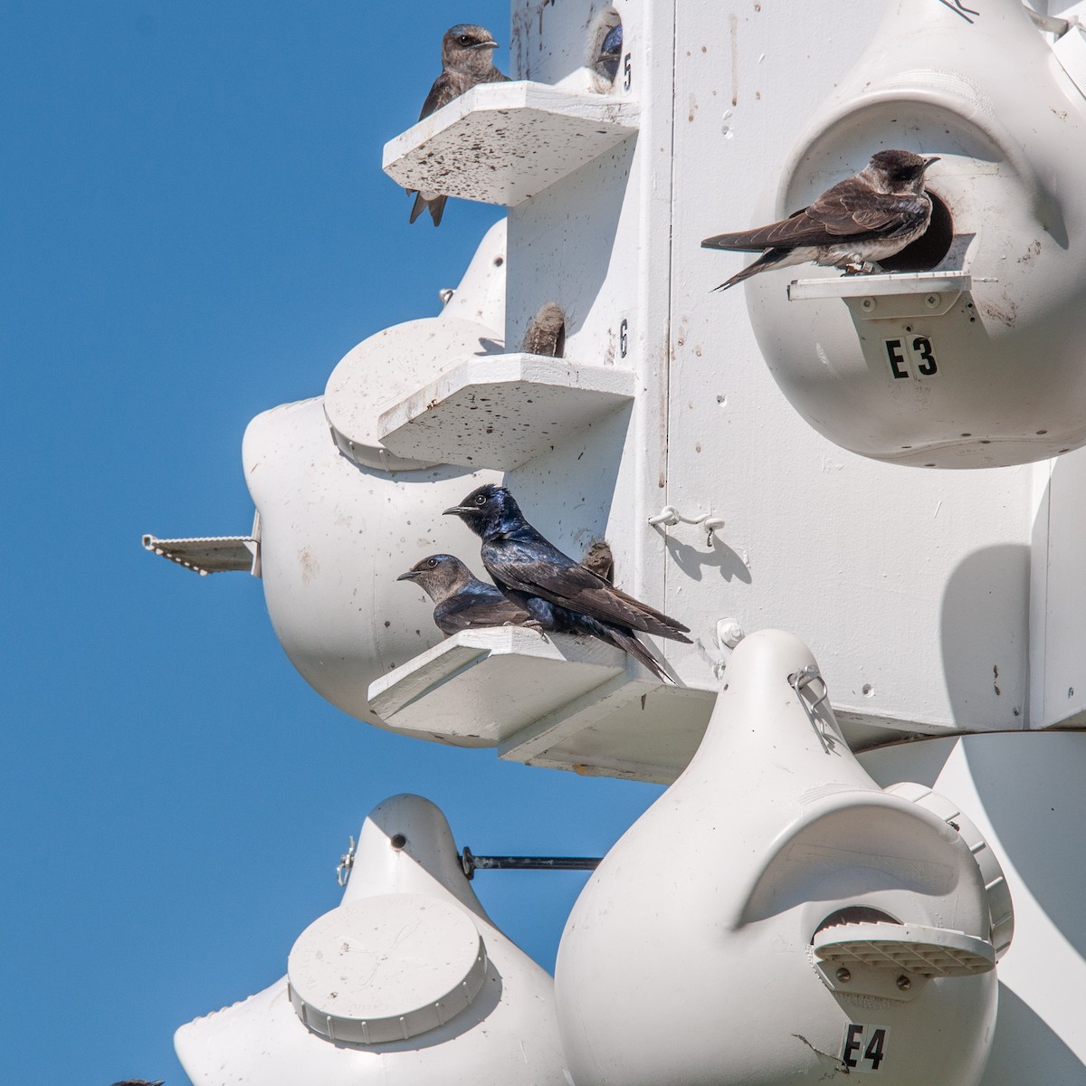 Purple Martin - Pamela Steiner