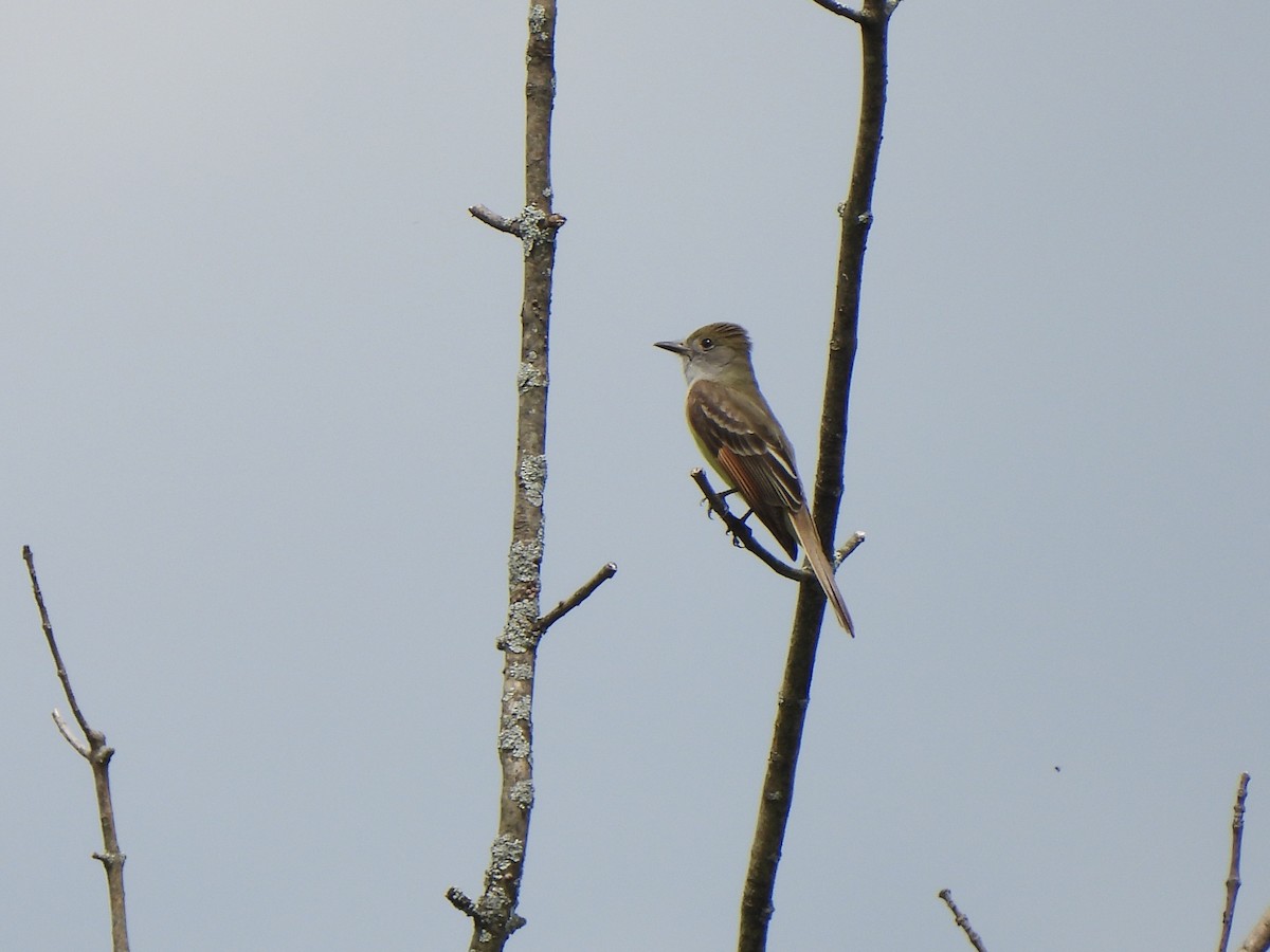 Great Crested Flycatcher - Nancy VanCott