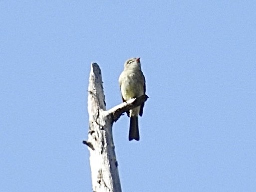 Dusky Flycatcher - Mohini Rawool-Sullivan