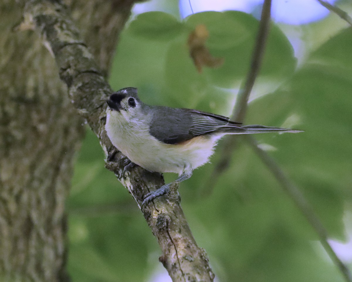 Tufted Titmouse - Susan Burkhart