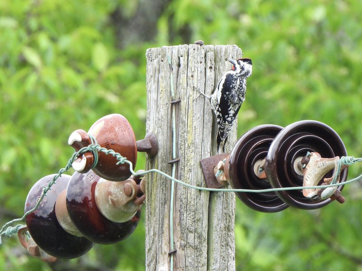 Yellow-bellied Sapsucker - Nancy VanCott