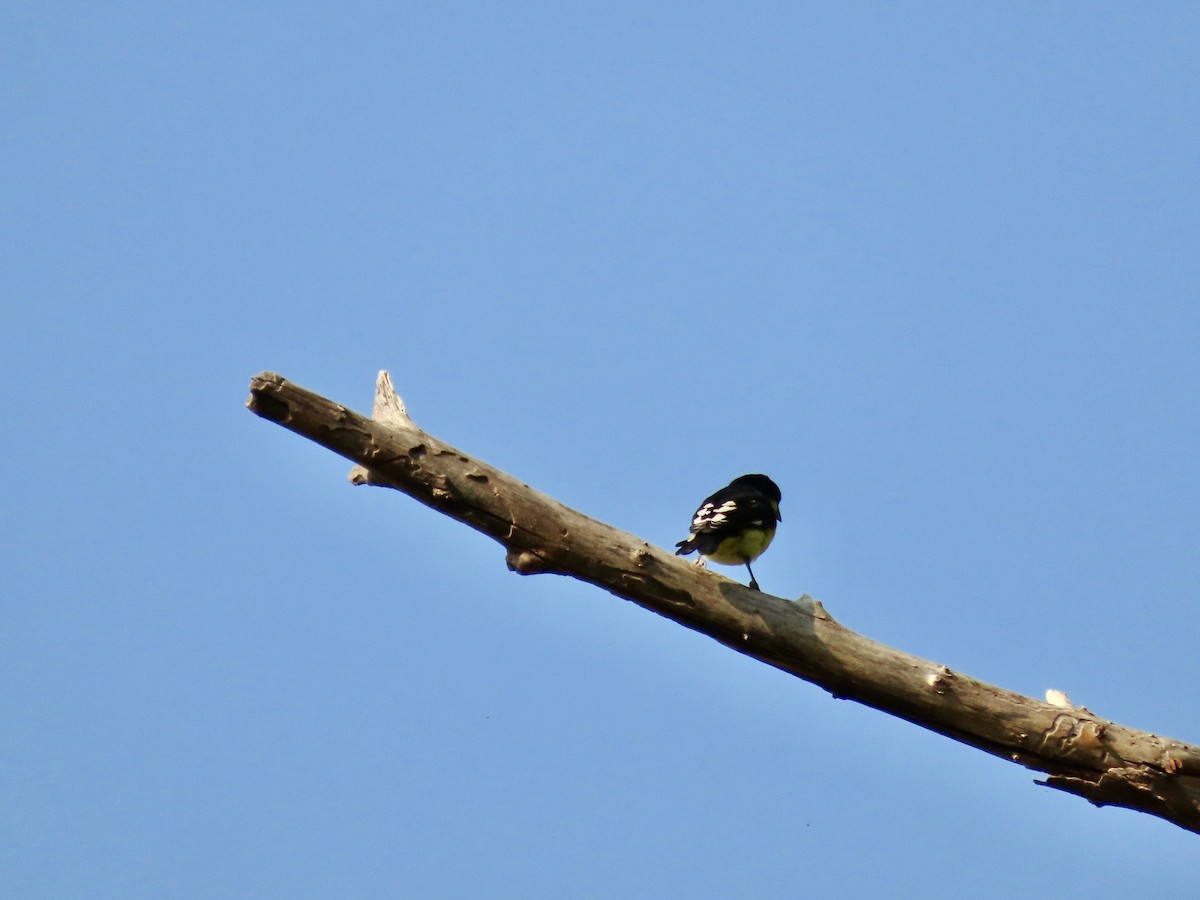 Lesser Goldfinch - Roy Howard