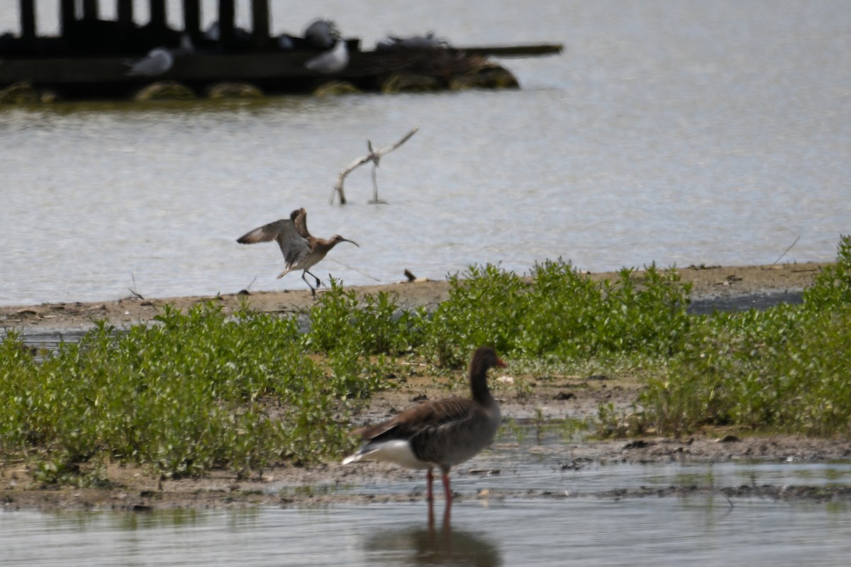 Whimbrel - ML619577285