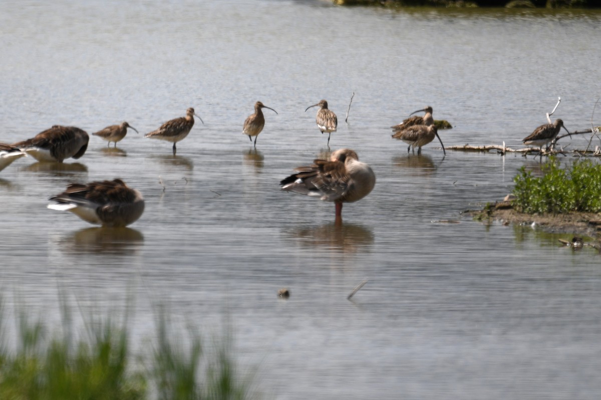 Whimbrel - ML619577286