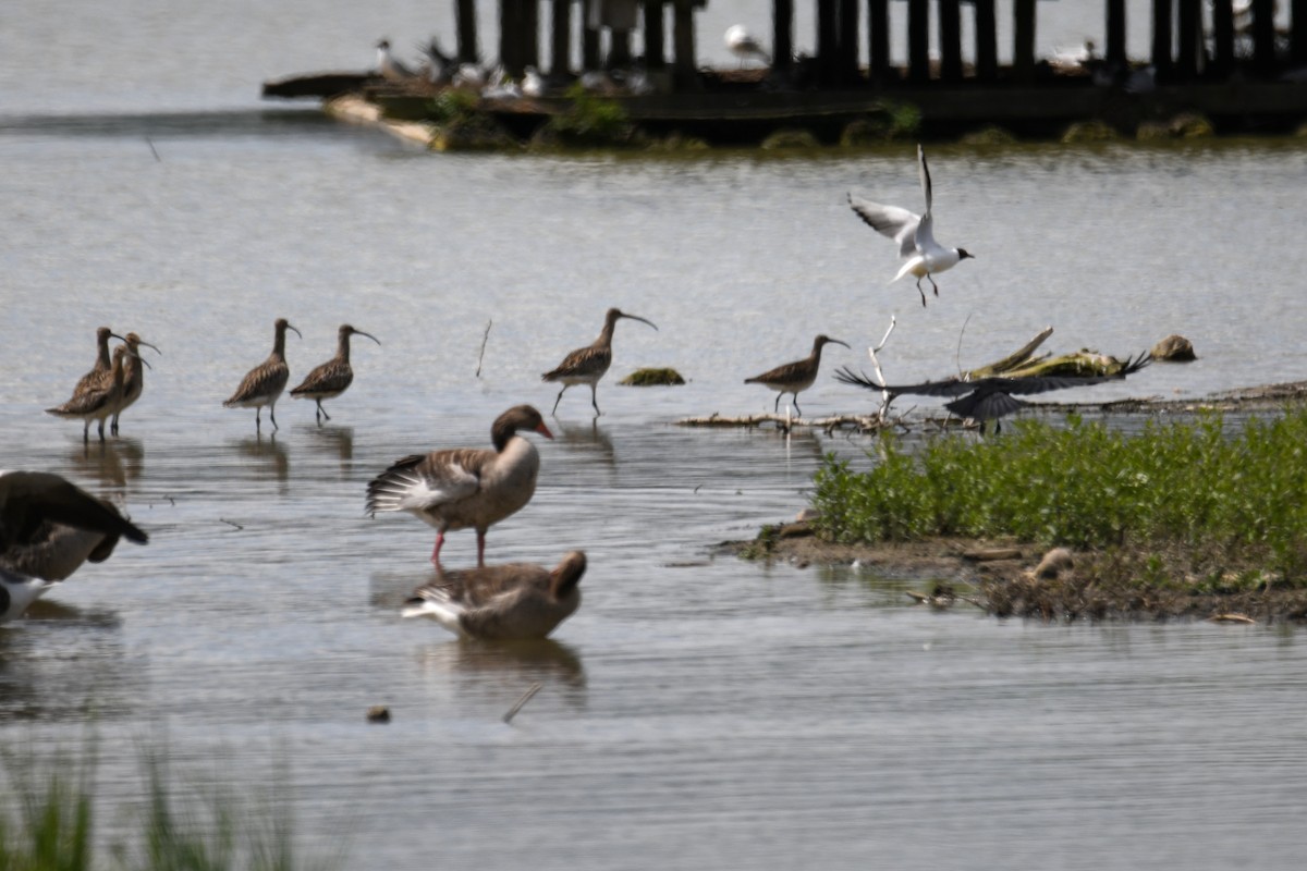 Whimbrel - ML619577287