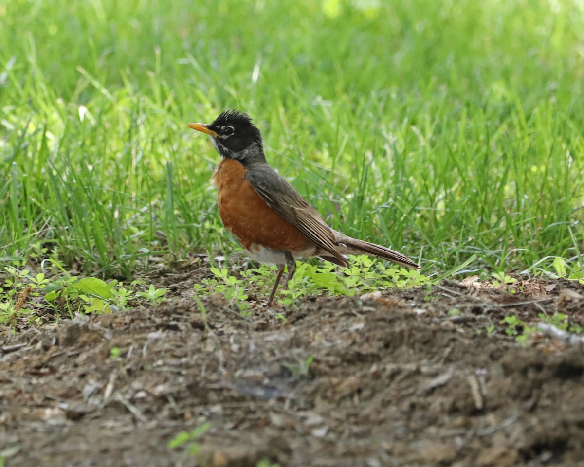 American Robin - Susan Burkhart