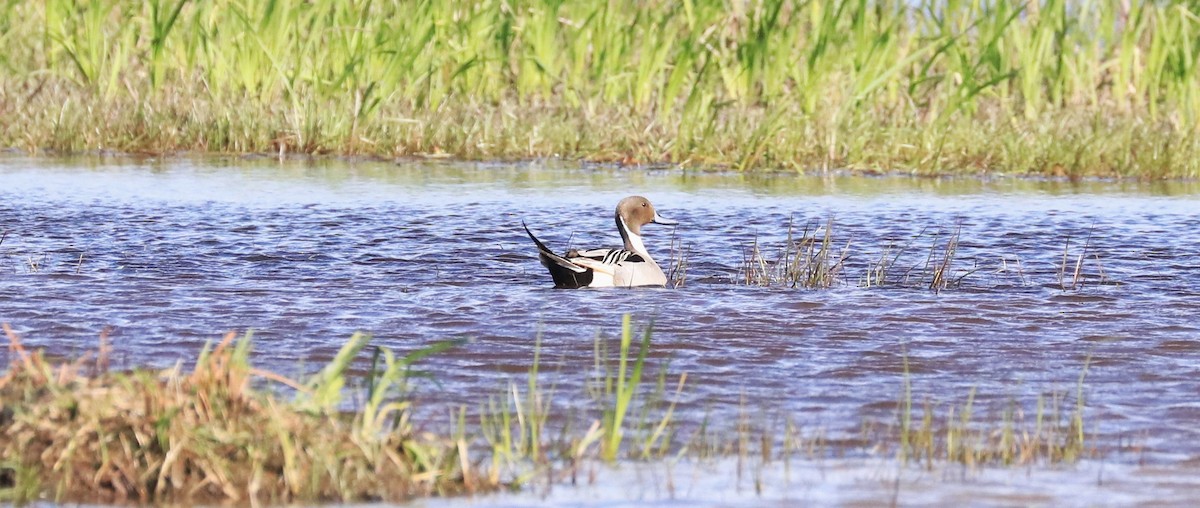 Northern Pintail - Lynda Noel