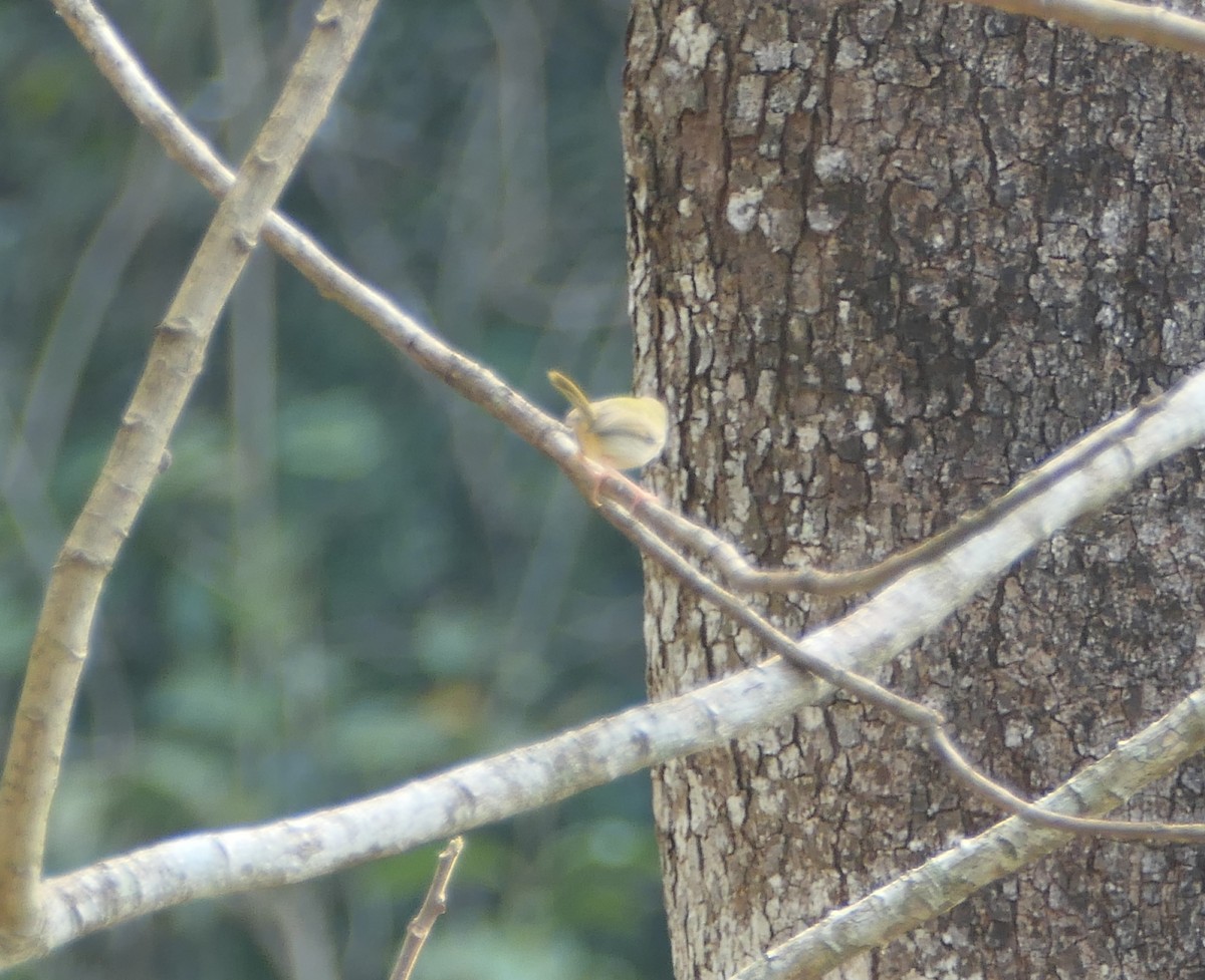 Common Tailorbird - Nancy Houlihan