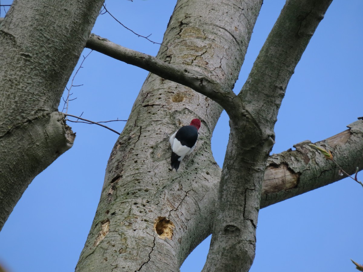 Red-headed Woodpecker - Patricia Martin