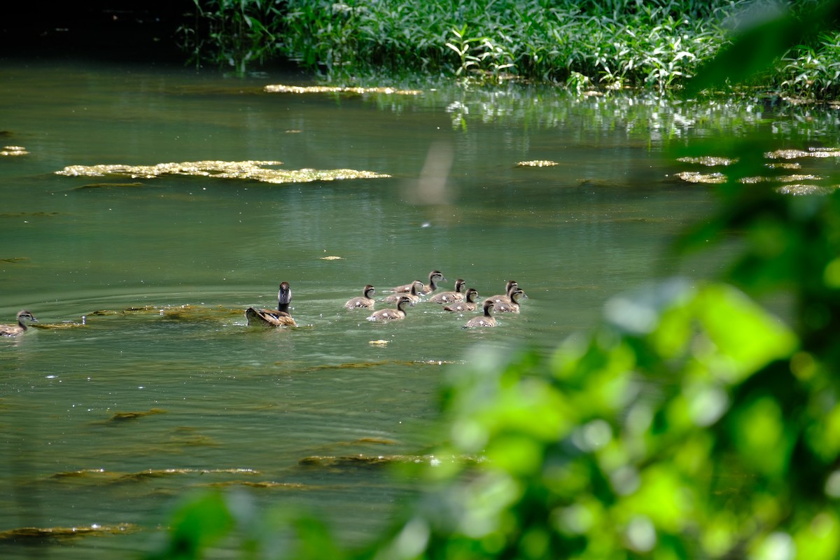 Wood Duck - ML619577305