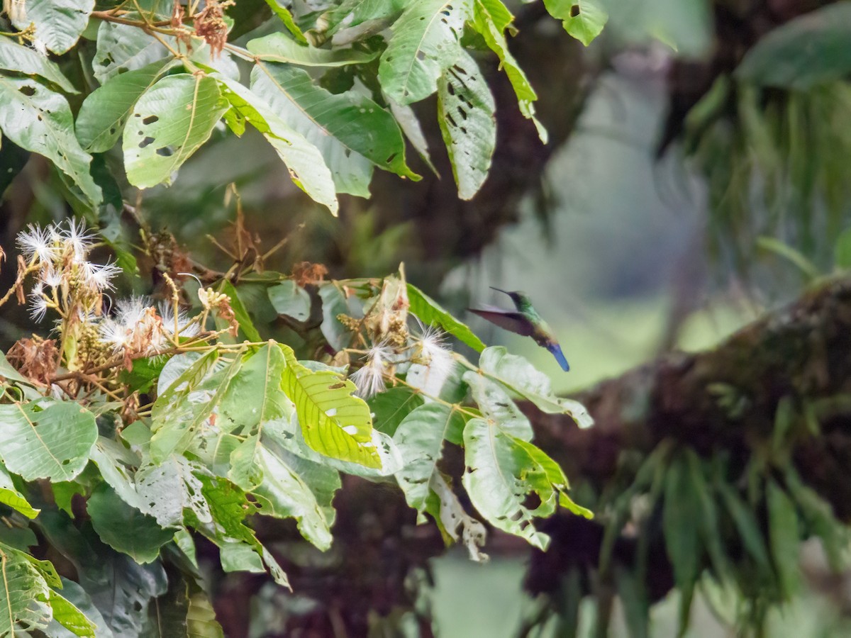 Blue-vented Hummingbird - Abe Villanueva