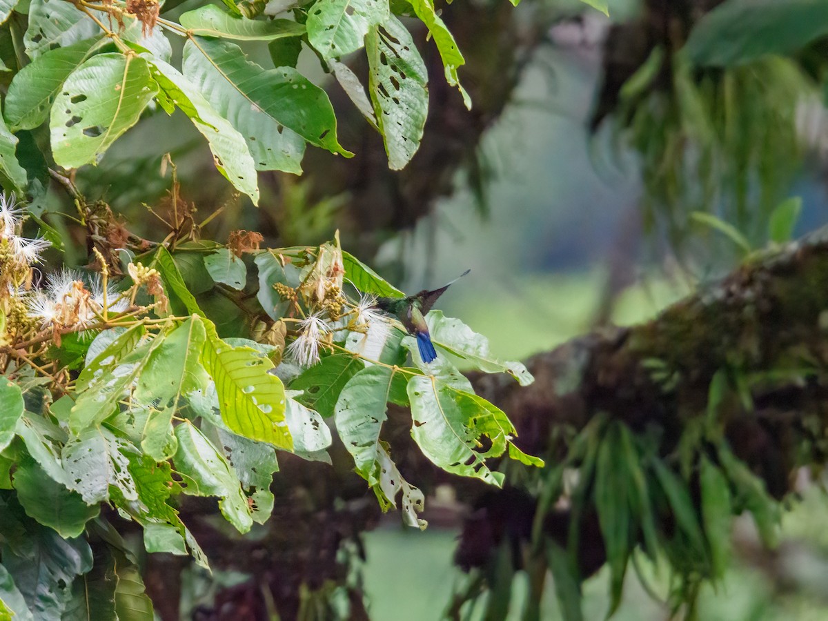 Blue-vented Hummingbird - Abe Villanueva