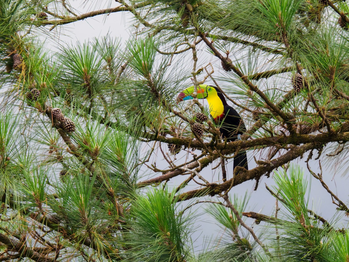 Keel-billed Toucan - Abe Villanueva