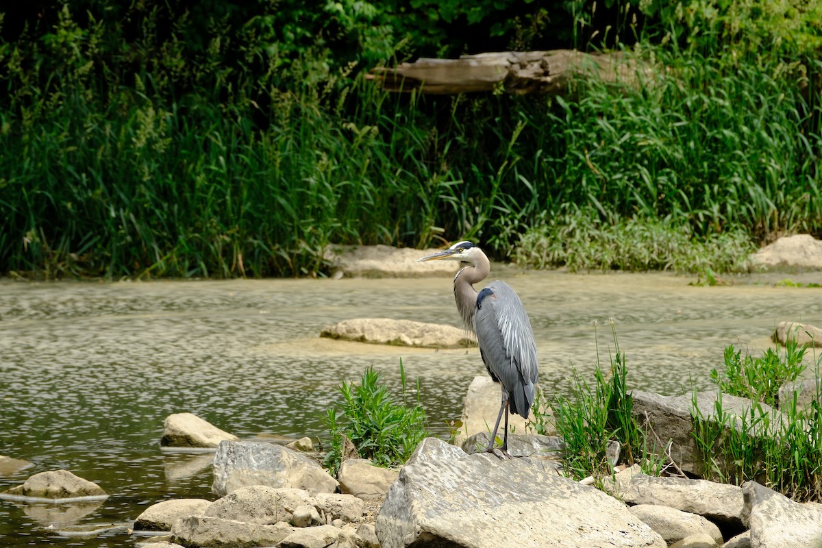 Great Blue Heron - Sam Schwieterman