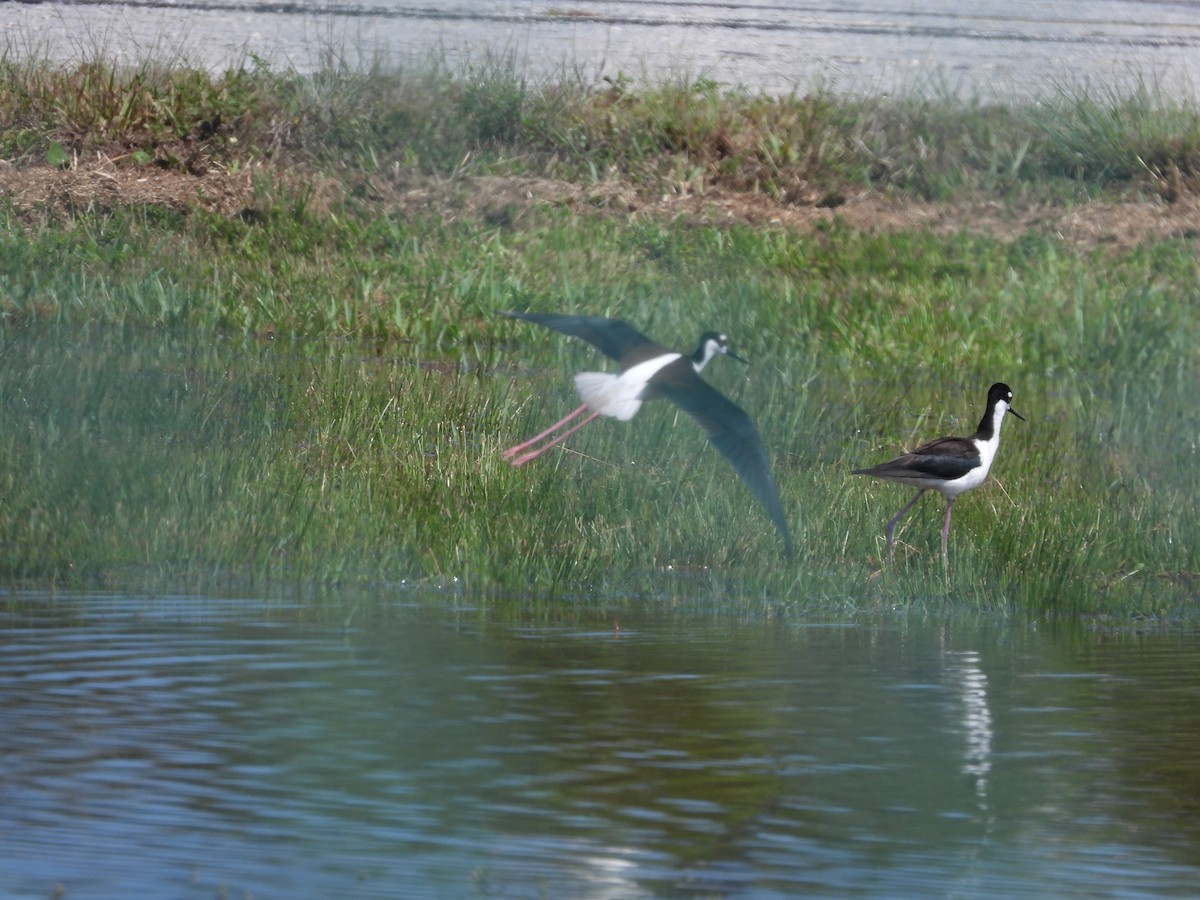 Black-necked Stilt - Amy Grimm