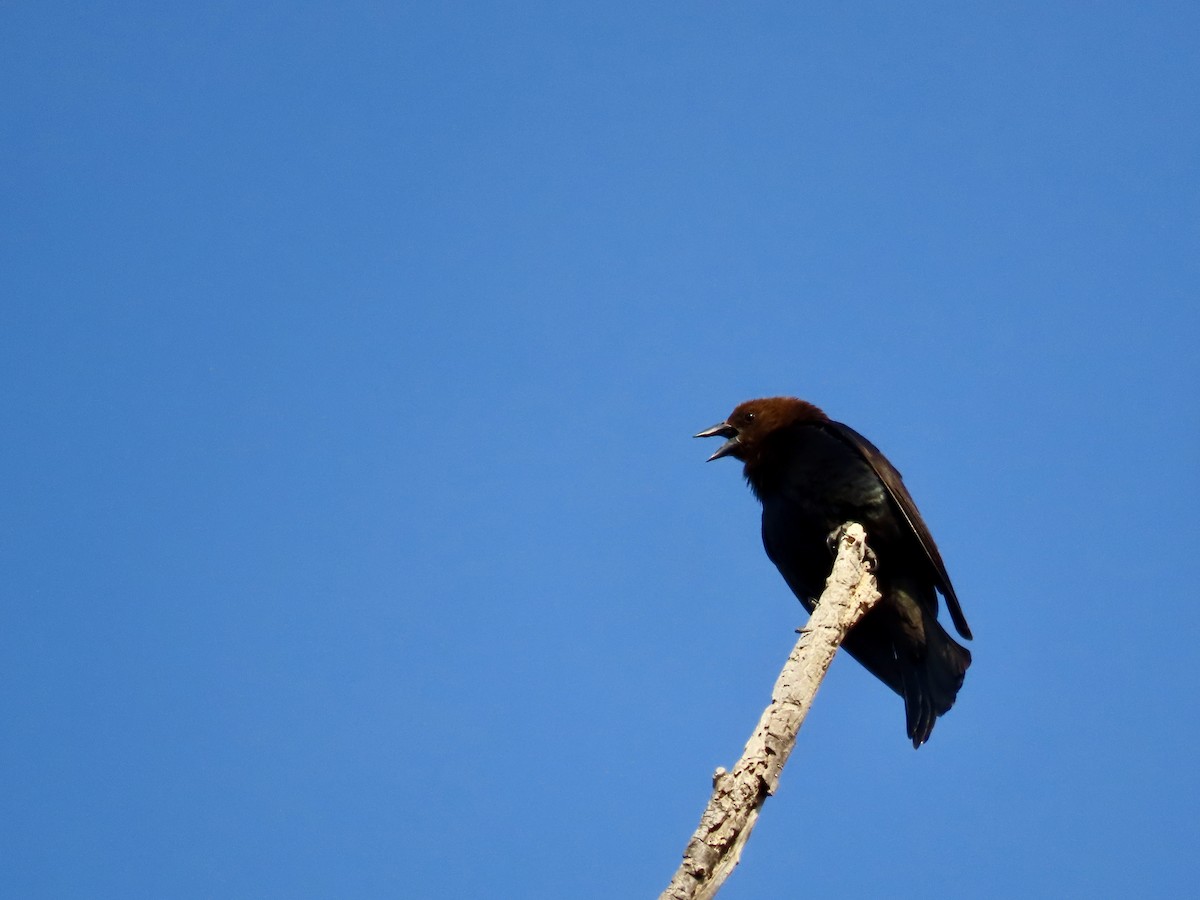 Brown-headed Cowbird - Roy Howard