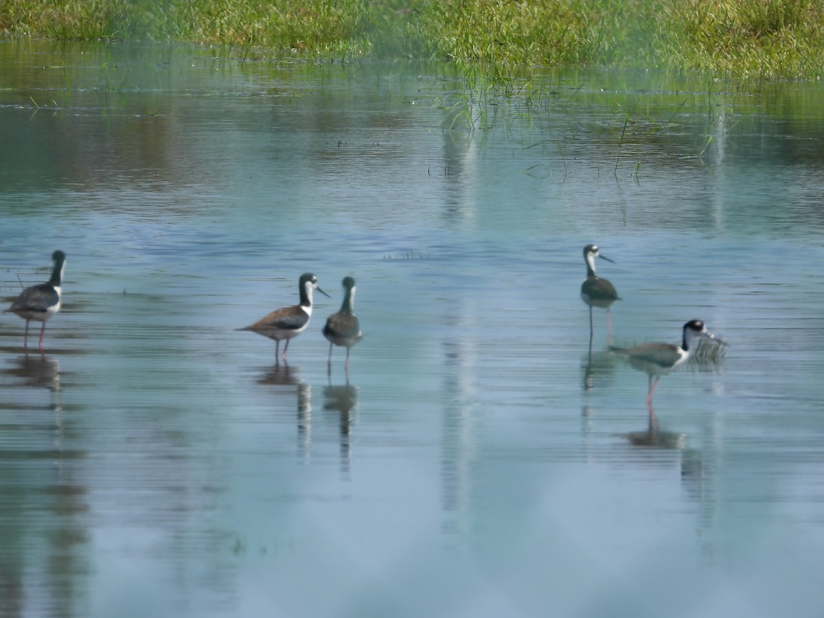 Black-necked Stilt - Amy Grimm