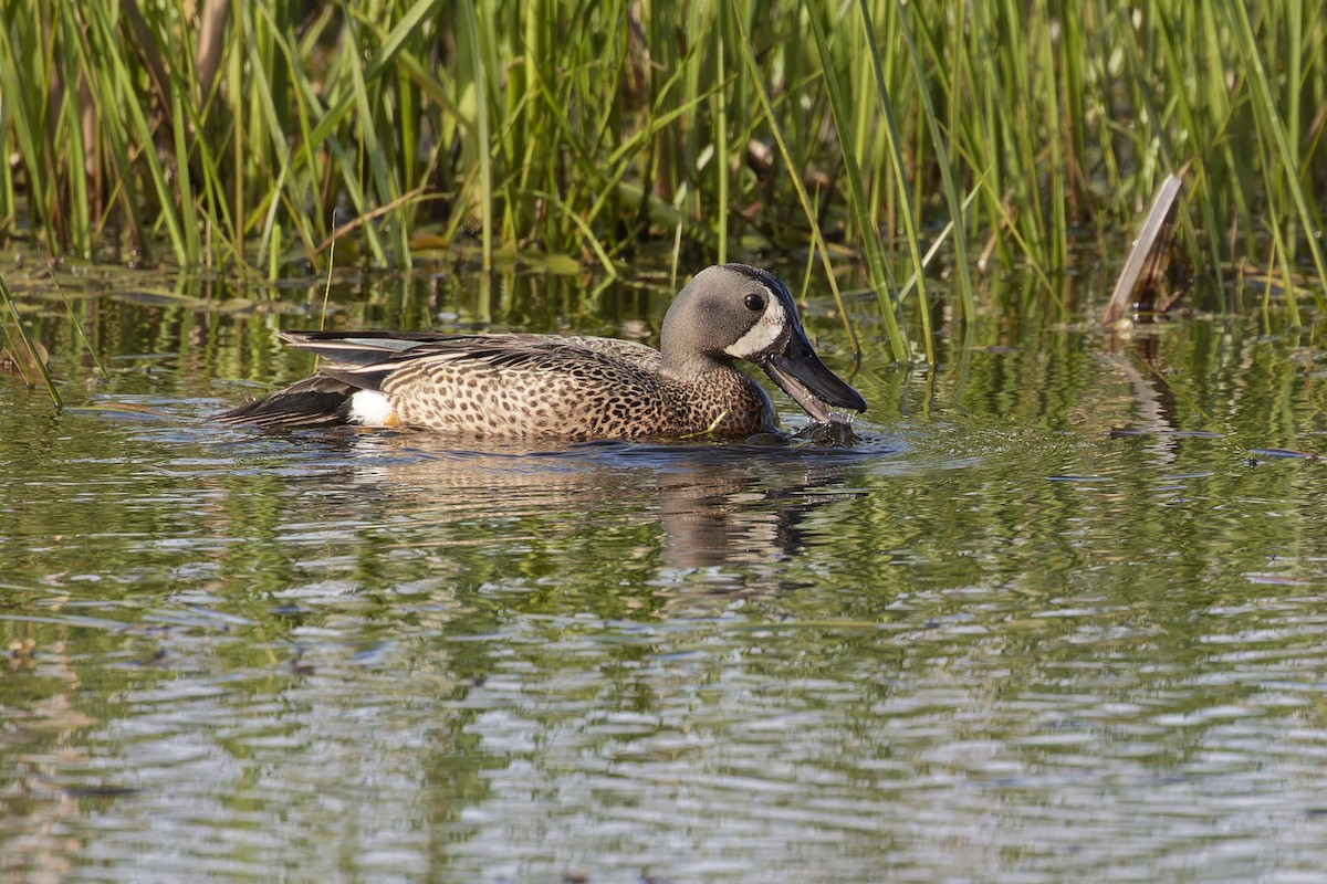 Blue-winged Teal - ML619577324