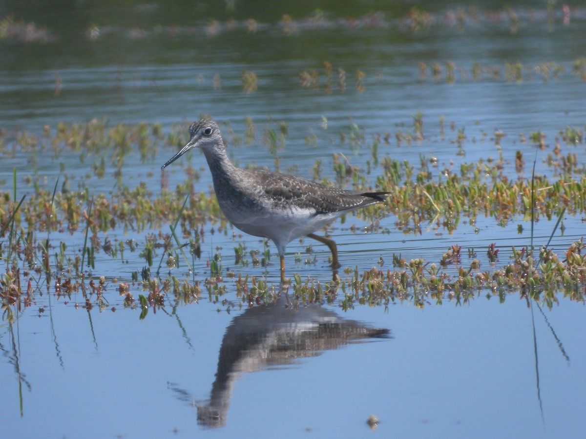 Greater Yellowlegs - Amy Grimm