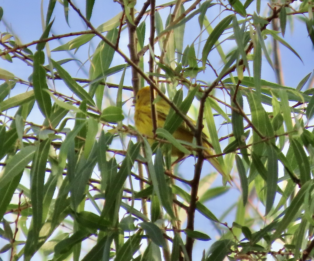 Yellow Warbler - Roy Howard