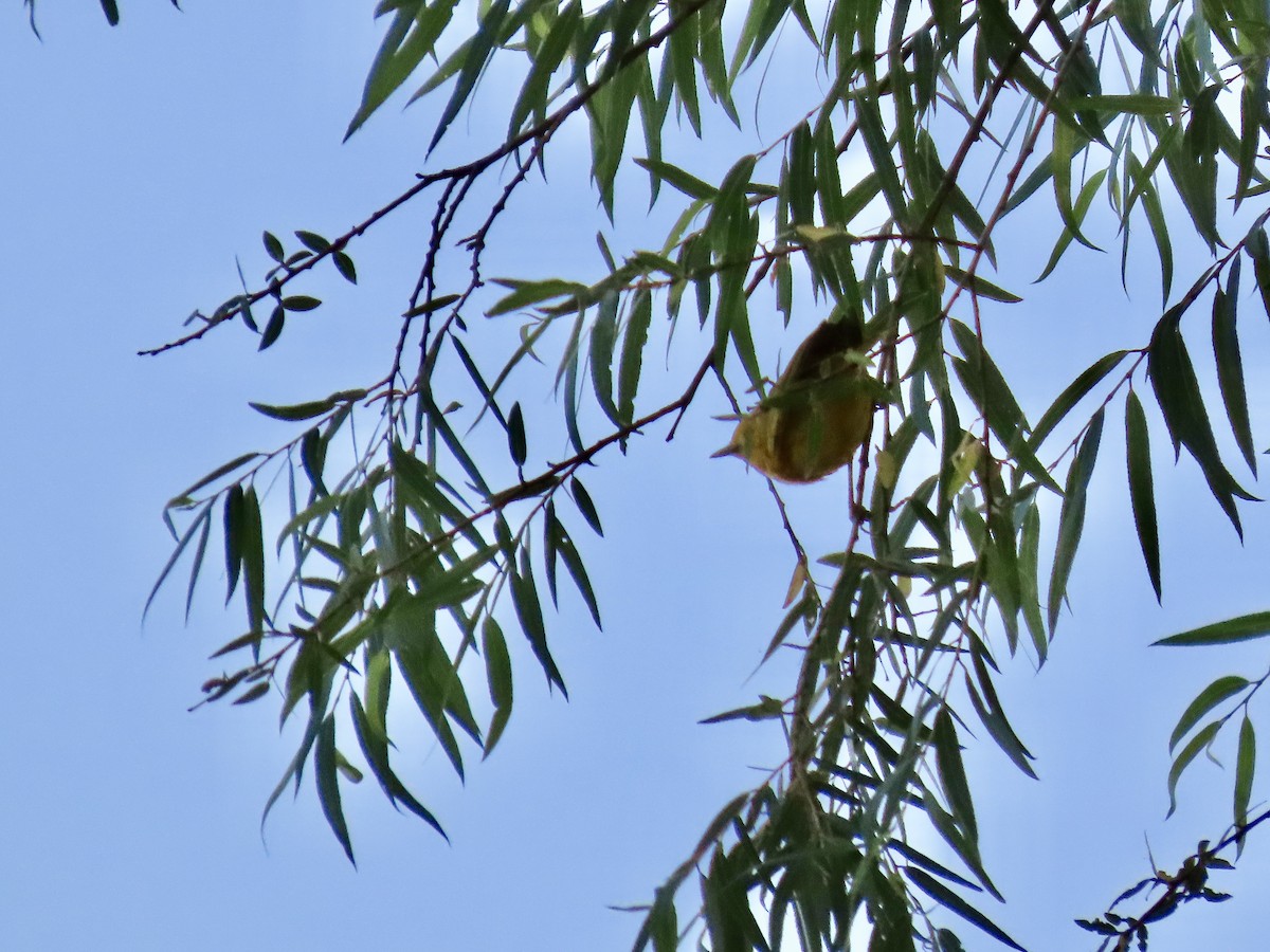 Yellow Warbler - Roy Howard