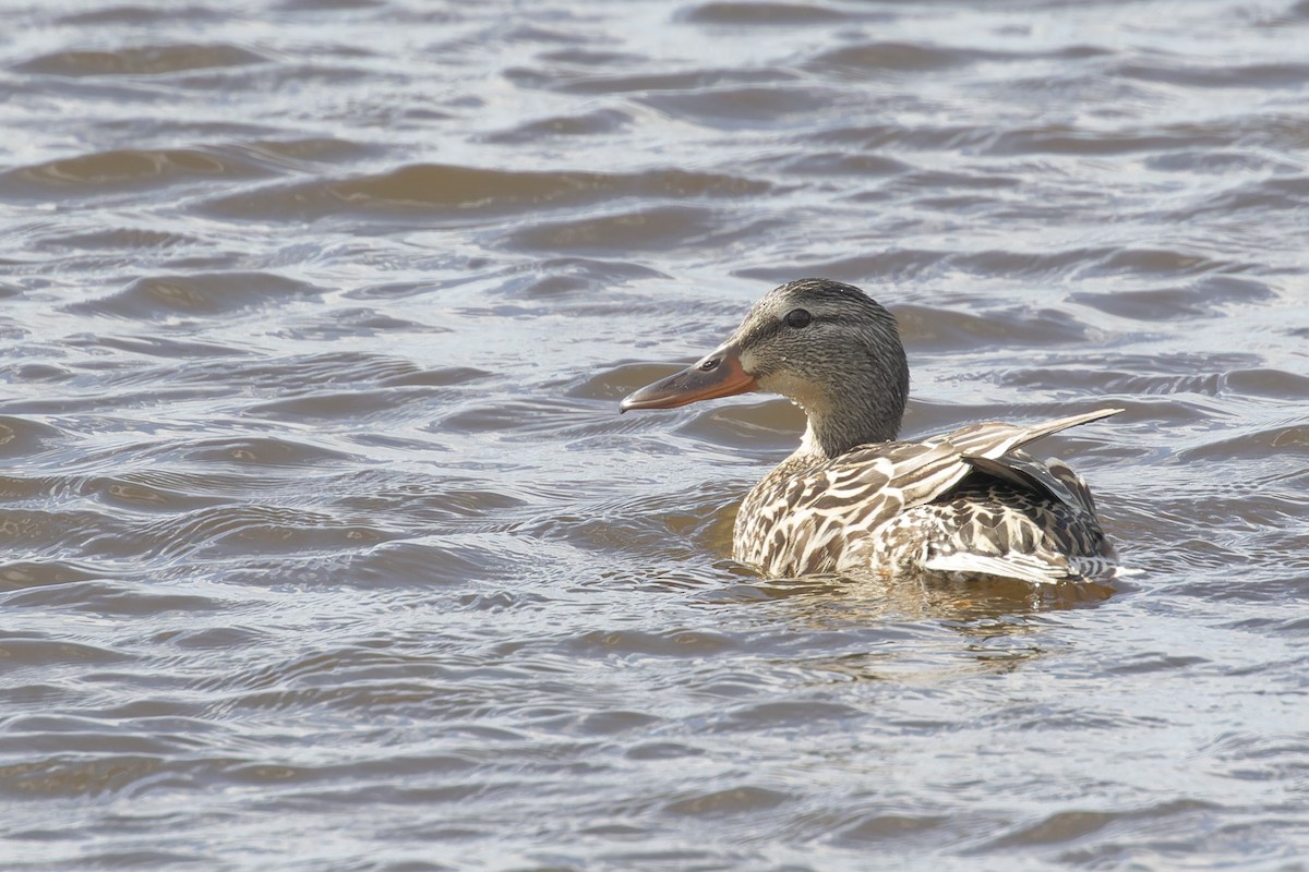 Northern Shoveler - Mario St-Gelais