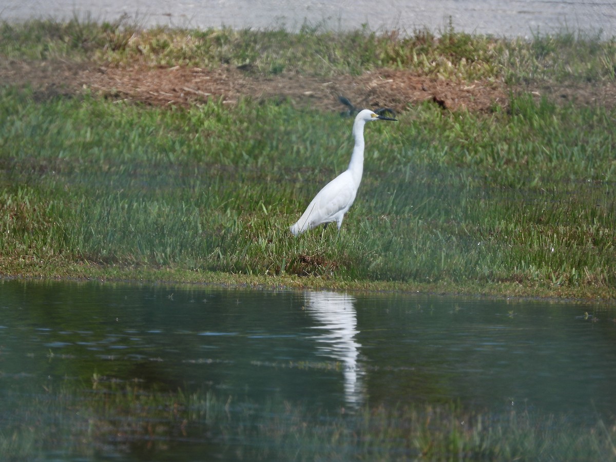 Snowy Egret - Amy Grimm