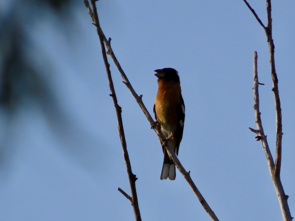 Black-headed Grosbeak - Roy Howard