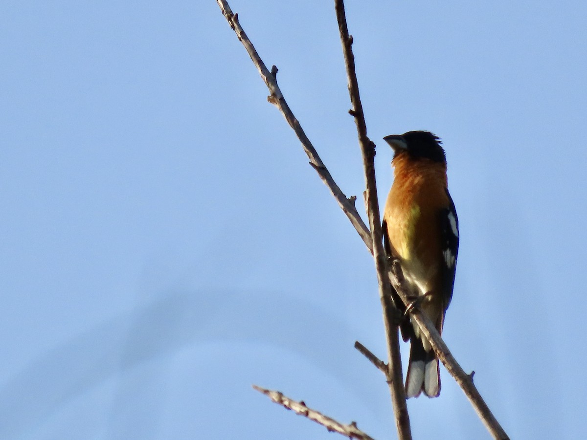 Black-headed Grosbeak - Roy Howard