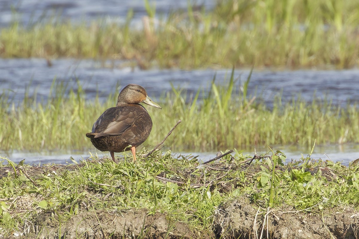 American Black Duck - Mario St-Gelais