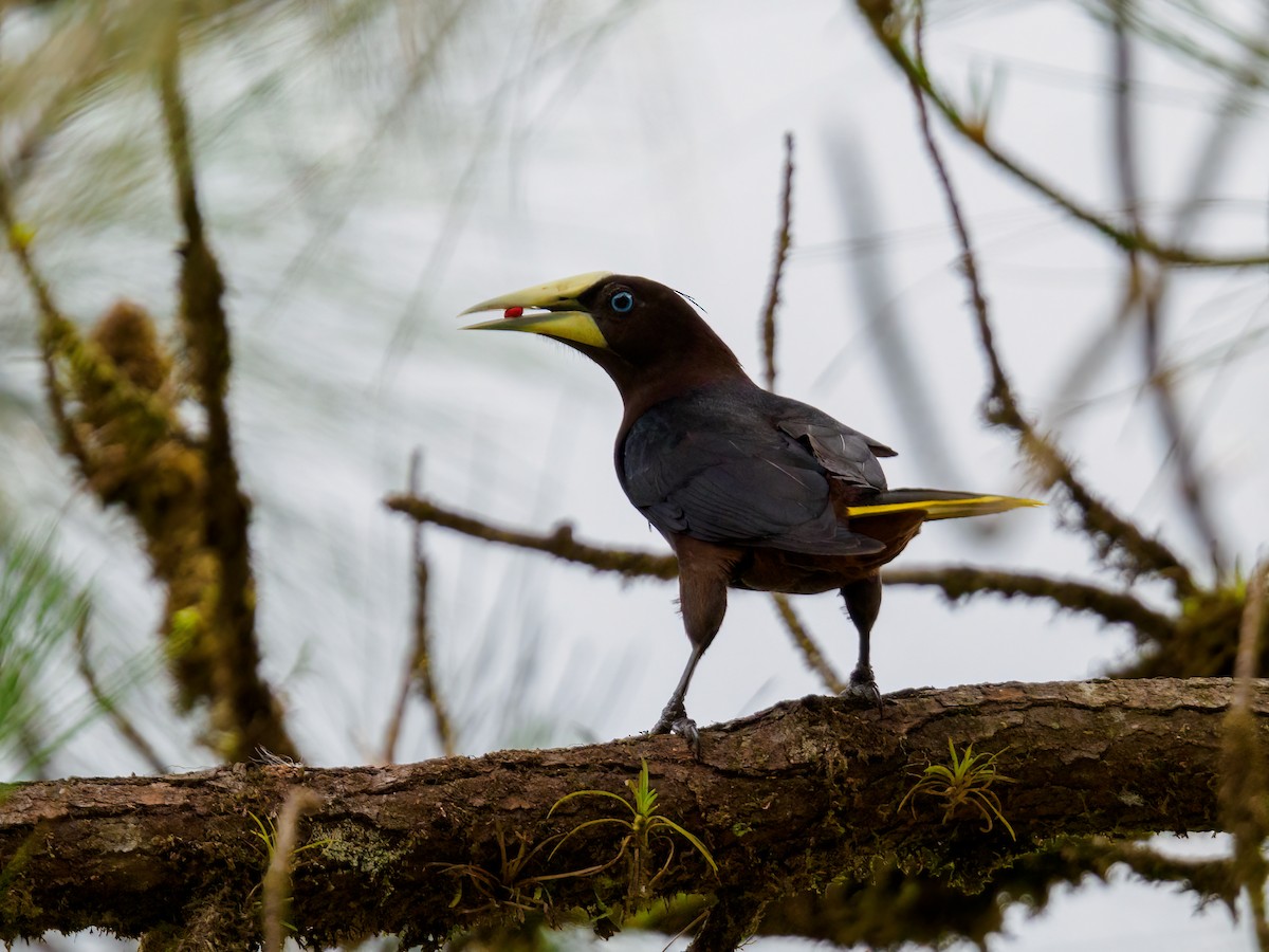 Chestnut-headed Oropendola - Abe Villanueva