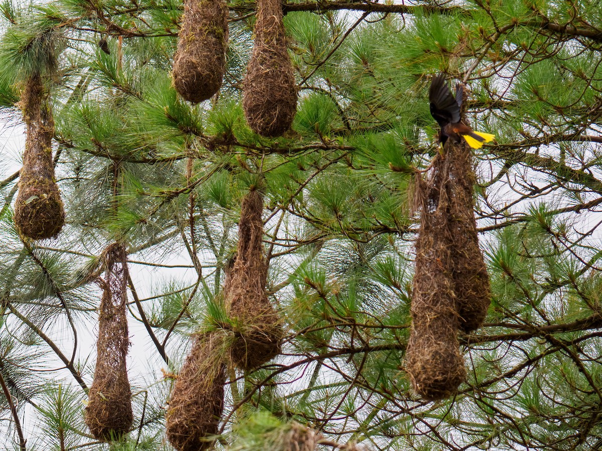 Chestnut-headed Oropendola - Abe Villanueva