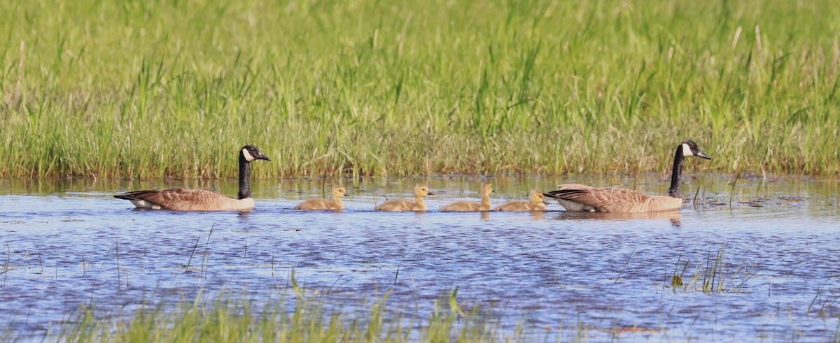 Canada Goose - Lynda Noel