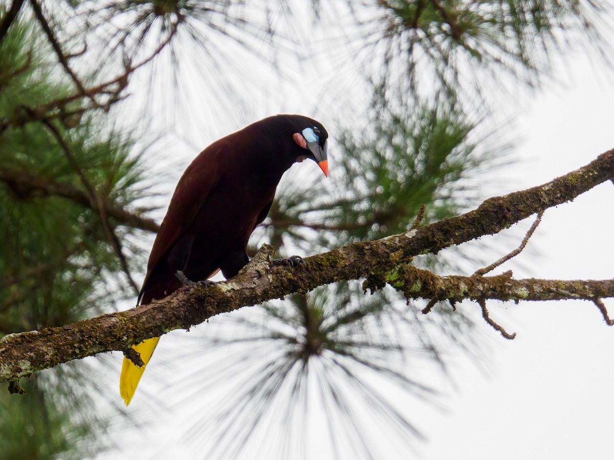 Montezuma Oropendola - Abe Villanueva