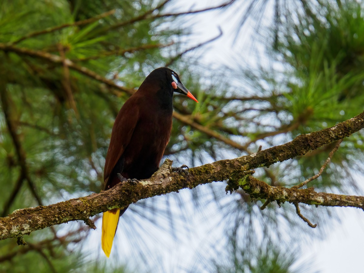 Montezuma Oropendola - Abe Villanueva