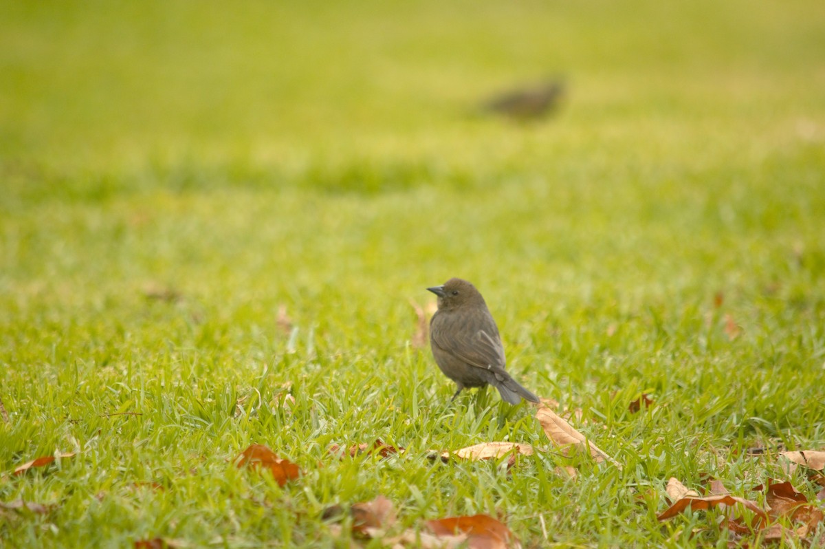 Shiny Cowbird - ML619577357