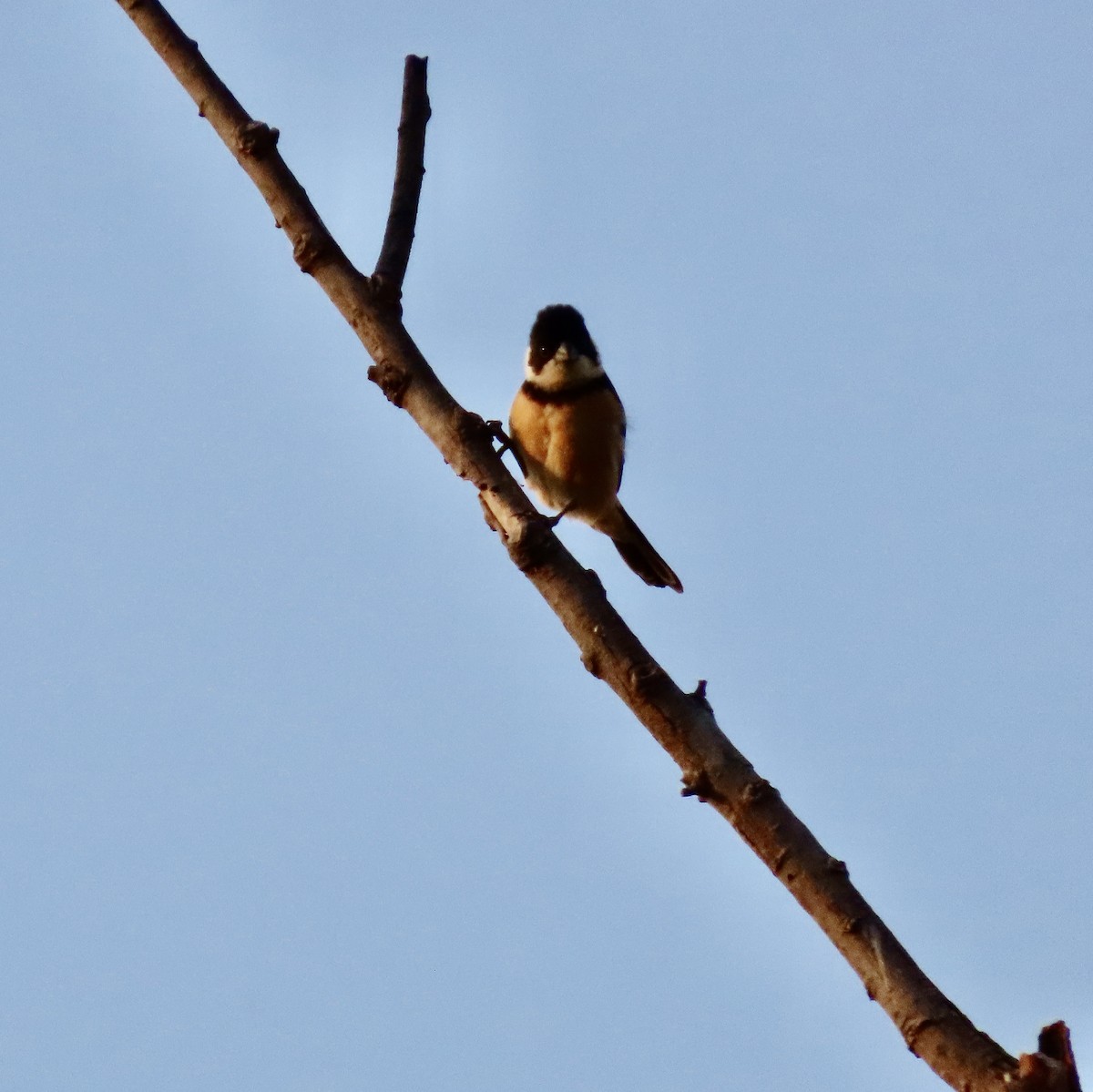 Cinnamon-rumped Seedeater - Roy Howard