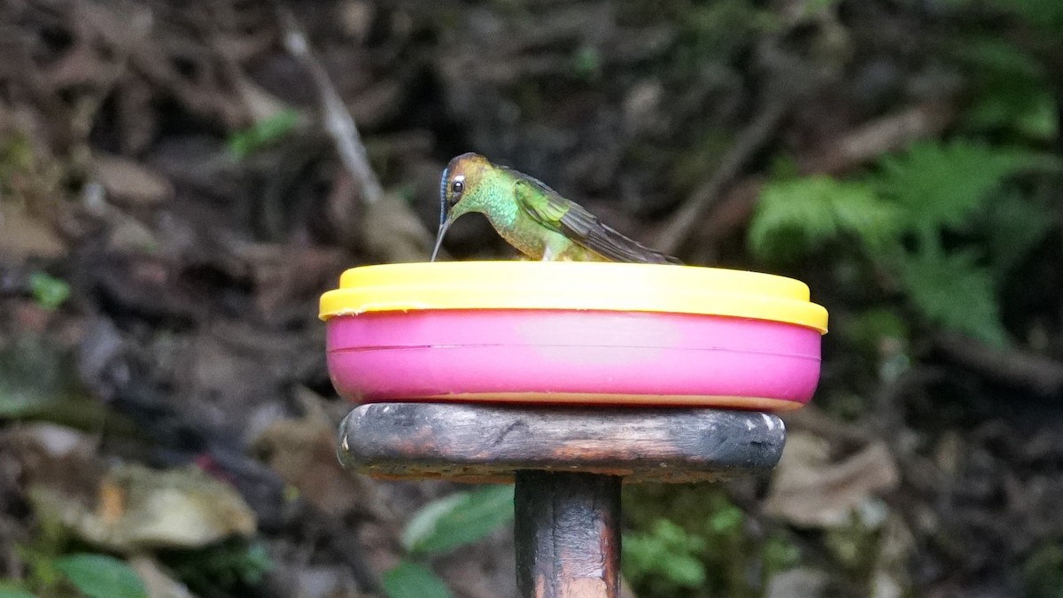 Violet-fronted Brilliant - Paul Gössinger