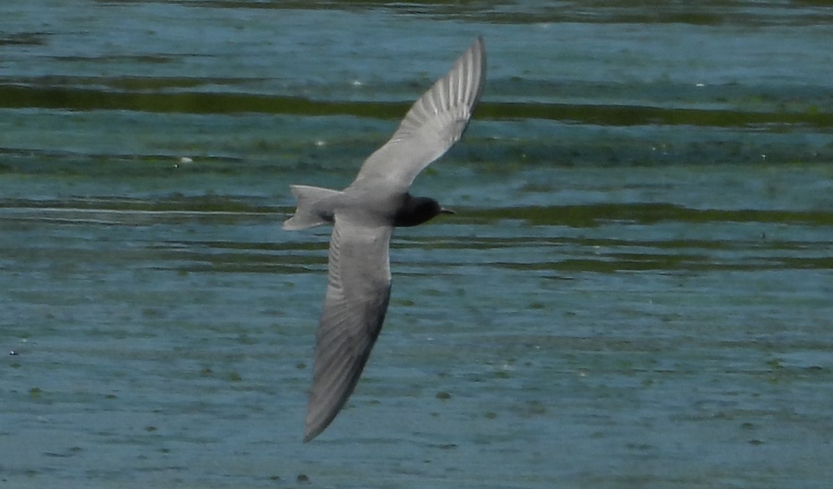 Black Tern - Brent Daggett