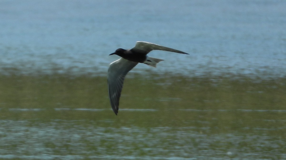 Black Tern - Brent Daggett