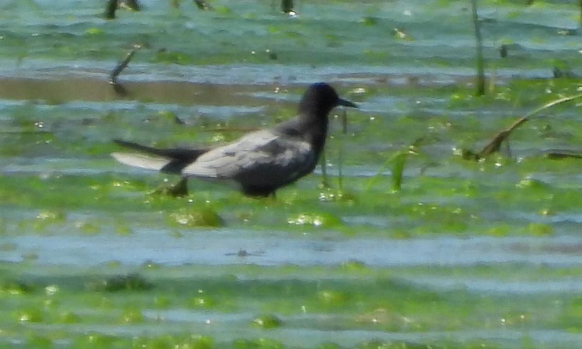 Black Tern - ML619577366