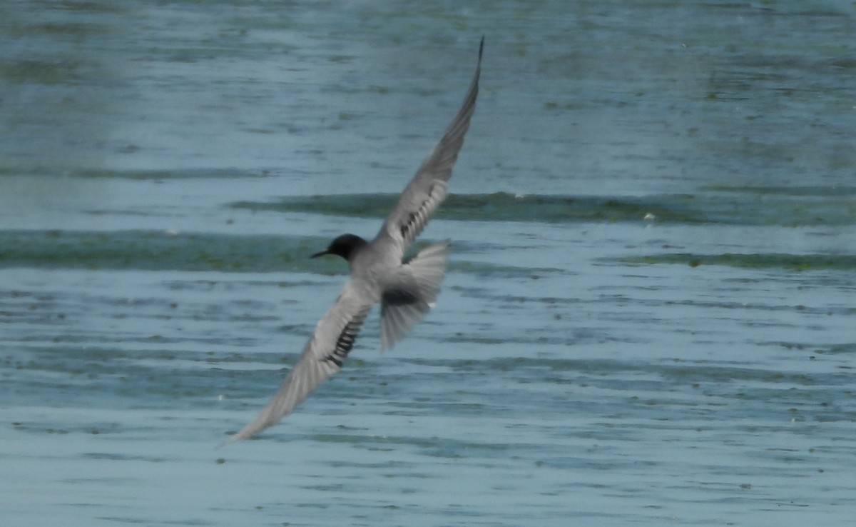 Black Tern - Brent Daggett