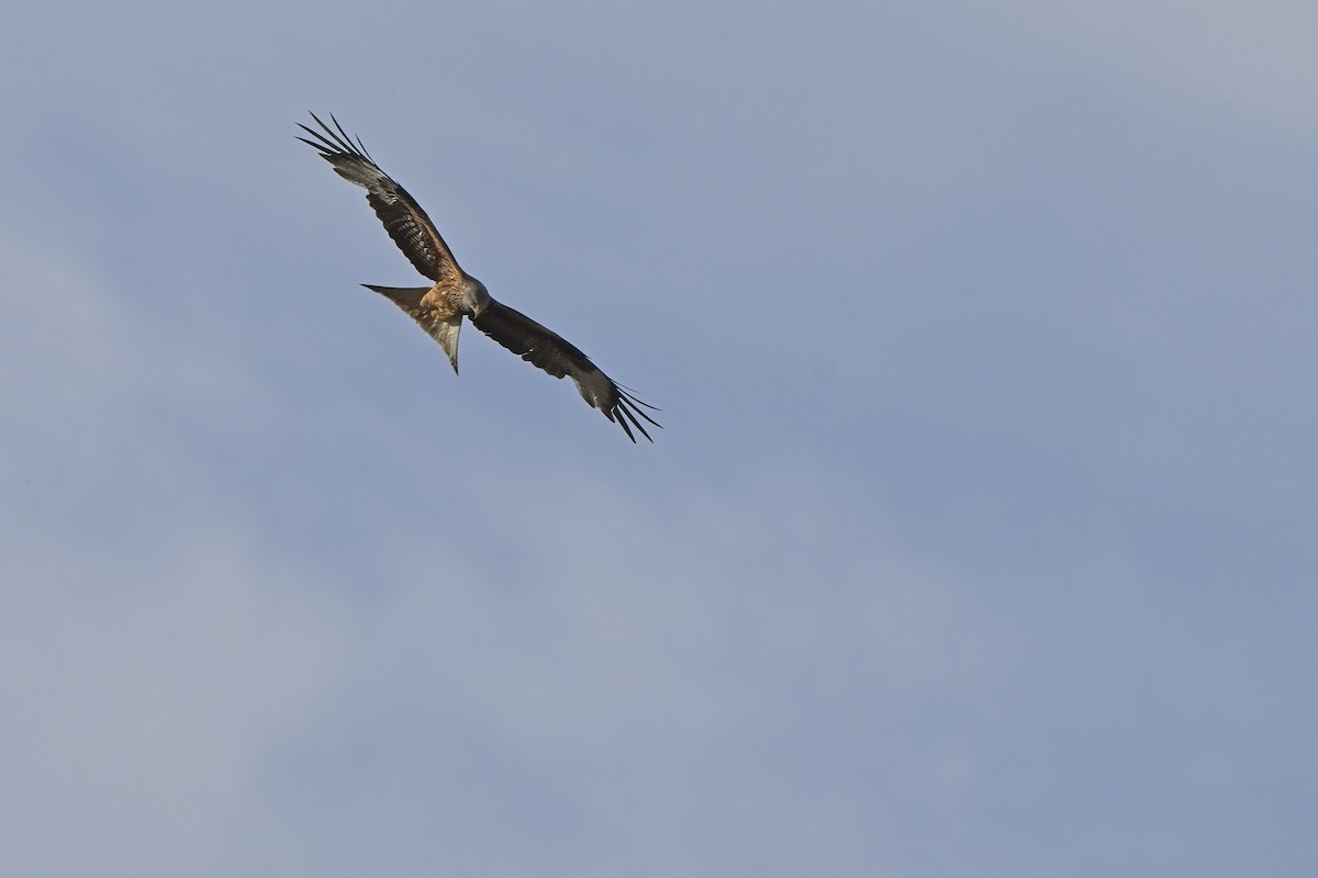 Red Kite - ML619577374