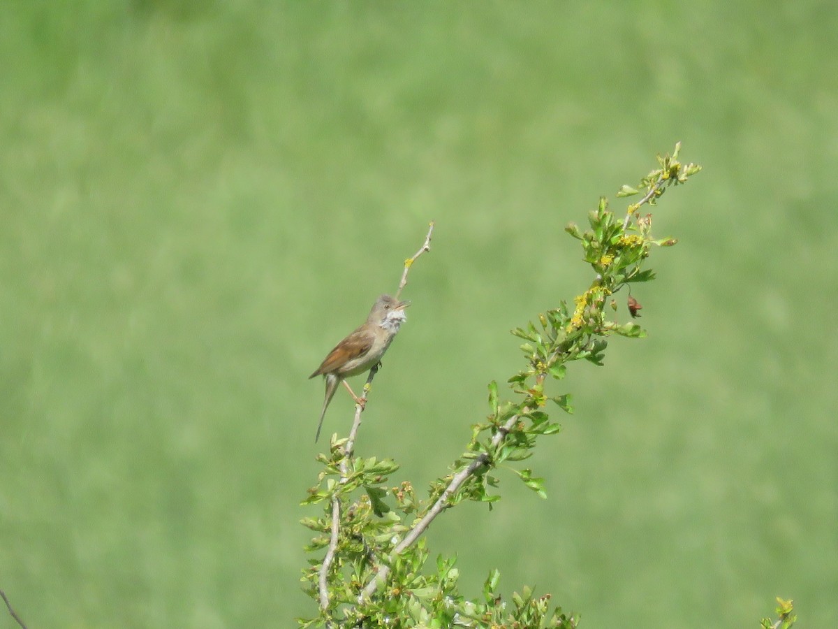 Greater Whitethroat - Josiah Evans