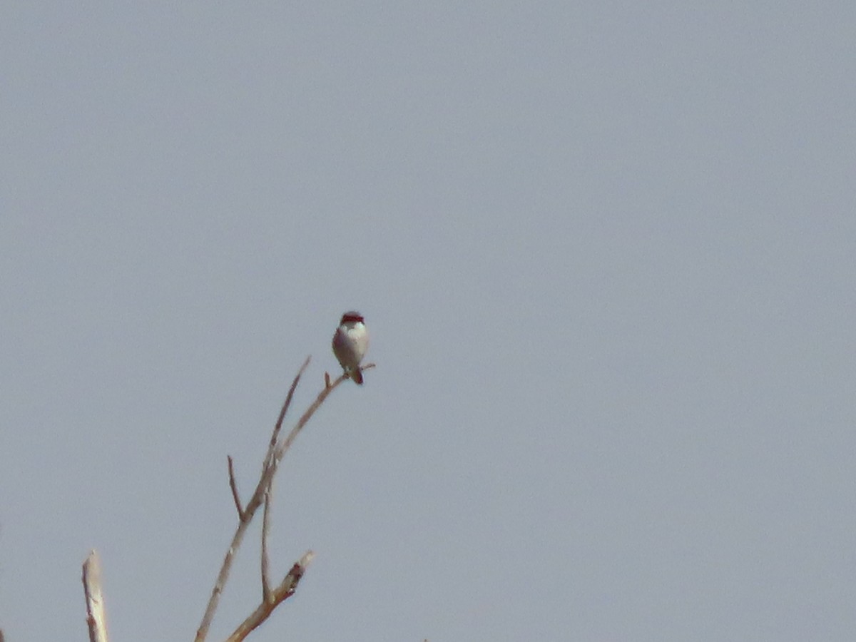 Loggerhead Shrike - Roy Howard