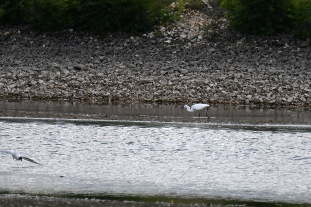 Little Egret - Philipp Straub