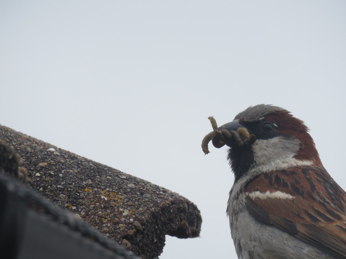 House Sparrow - Josiah Evans