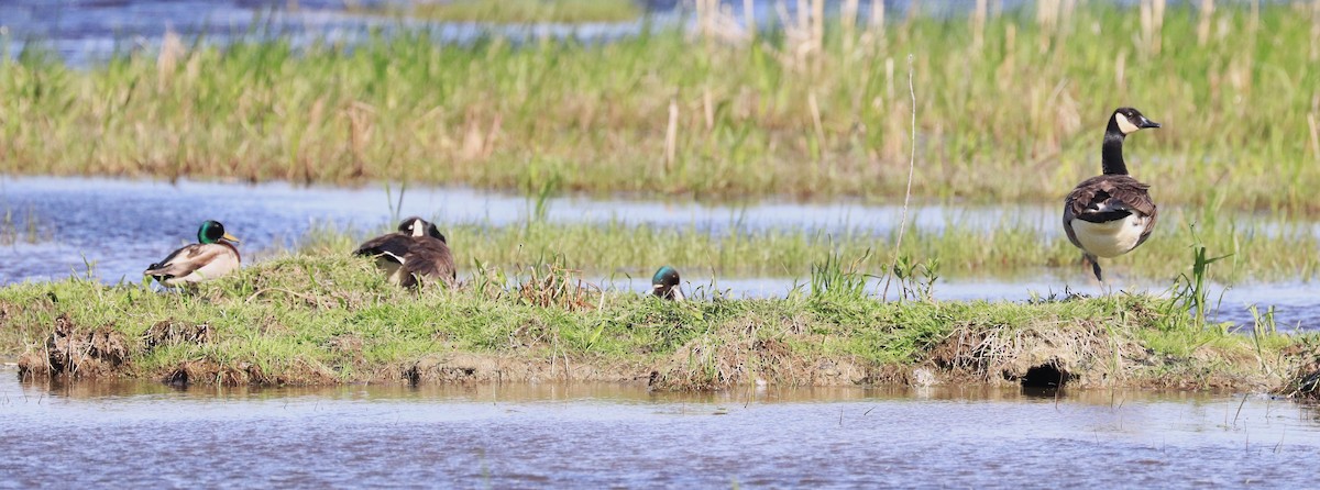 Canard colvert - ML619577389