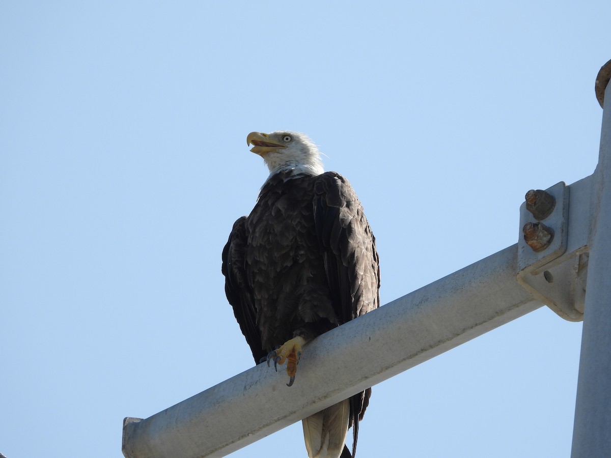 Bald Eagle - Amy Grimm