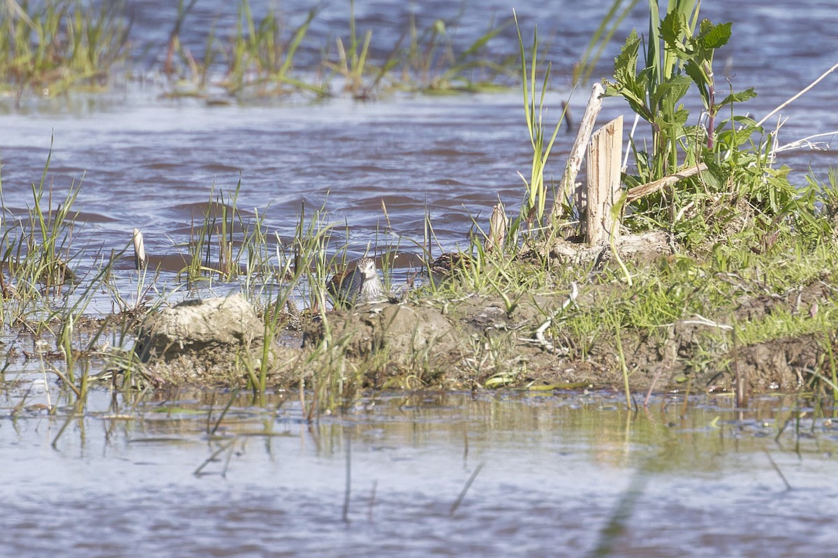 Dunlin - Mario St-Gelais